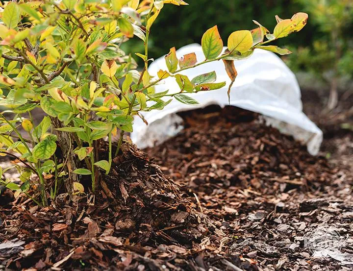 Najlepsze materiały do ściółkowania